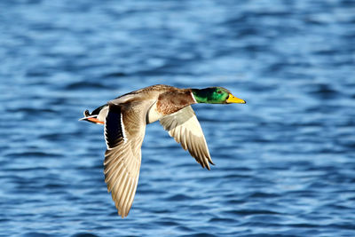 Close-up of bird flying over water