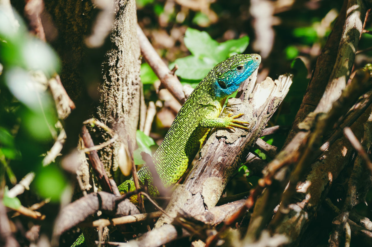 animal wildlife, animal, animal themes, one animal, animals in the wild, vertebrate, tree, lizard, reptile, selective focus, plant, nature, day, no people, branch, green color, close-up, chameleon, outdoors, blue, animal head