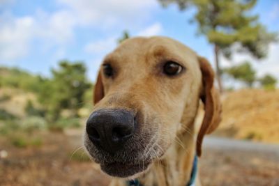Close-up portrait of dog