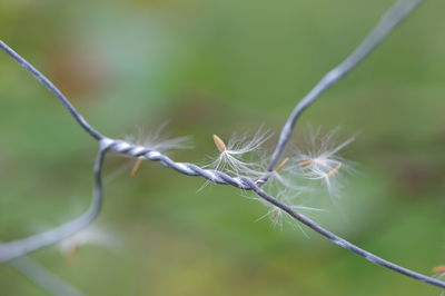 Close-up of plant on field