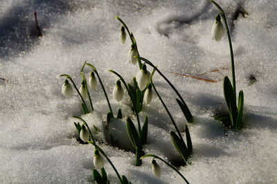 Close-up of plants in winter