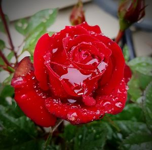 Close-up of wet red rose in rainy season