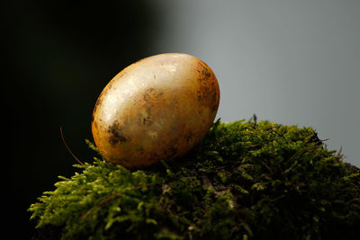 Close-up of green plant