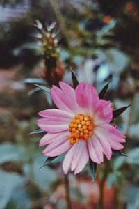 Close-up of pink flower