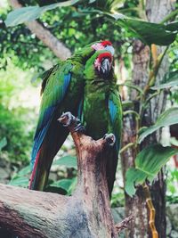 View of parrot perching on tree