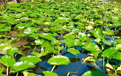 High angle view of water lily leaves in lake