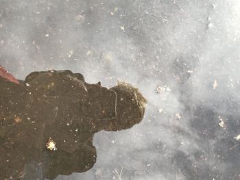 Reflection of snow on puddle