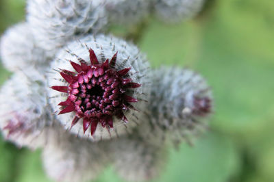 Close-up of white flower