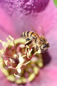 Close-up of bee pollinating on pink flower