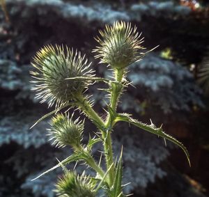 Close-up of plant