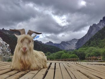 Portrait of lion on mountain against sky