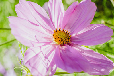 Close-up of pink cosmos flower