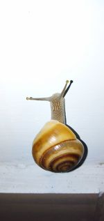 Close-up of snail on table