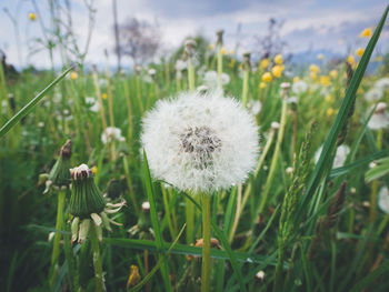 Close-up of white dandelion flower on field