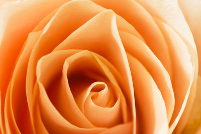 Full frame shot of orange flower