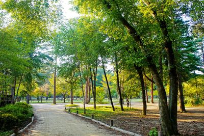 View of trees on landscape