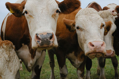 Cows standing on field