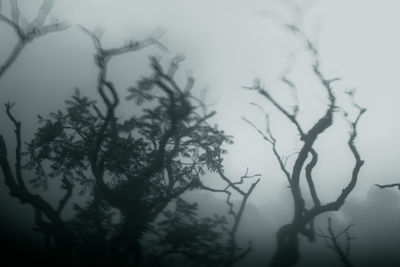 Low angle view of bare tree against sky