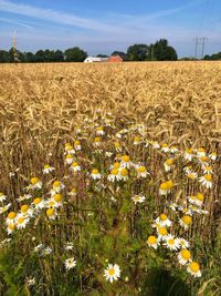 Scenic view of flowering field against sky
