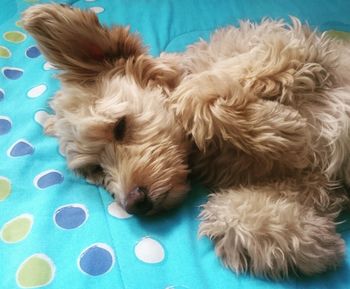 Close-up portrait of dog sleeping on bed