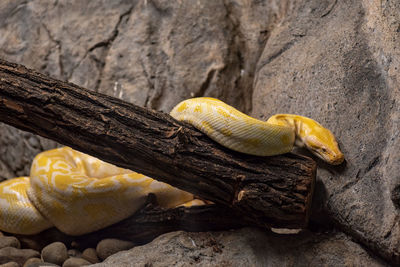 Close-up of lizard on rock