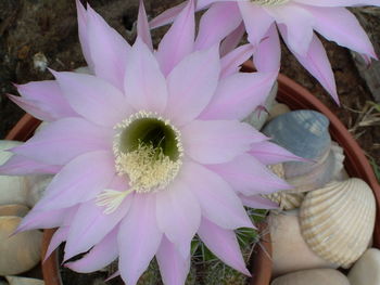 Close-up of pink flower