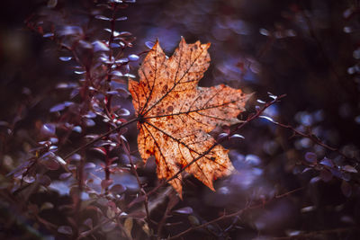 Close-up of maple leaves on tree during autumn