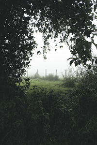 Trees on field against sky