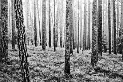 Close-up of trees in forest