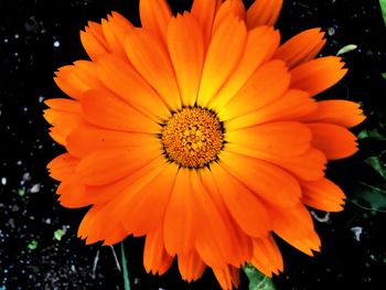 Close-up of orange flower