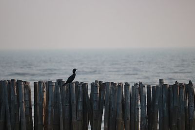 Bird perching on wooden post in sea