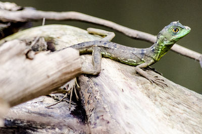 Close-up of lizard on wood in costa rica sarapiqui region