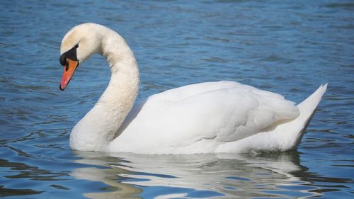 Swan swimming in lake