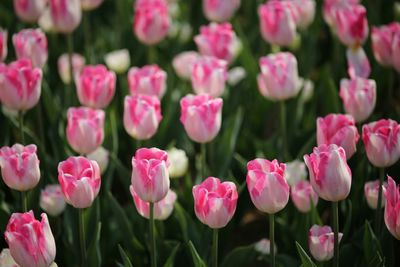 Close-up of pink flowers