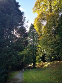 Footpath amidst trees in forest during autumn