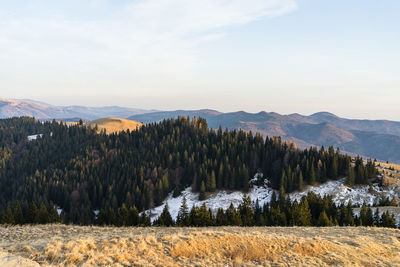 Scenic view of pine trees against sky