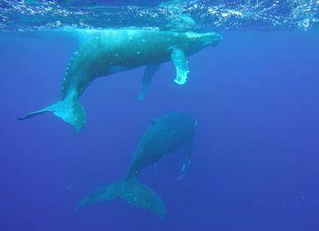 Humpback whales swimming undersea