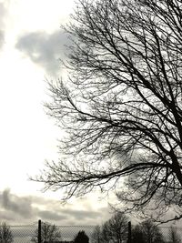 Low angle view of bare tree against sky