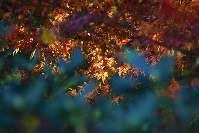 Close-up of autumn leaves