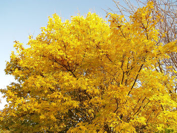 Close-up of yellow tree