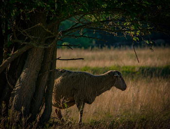 Sheep standing on field