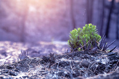 Close-up of plant growing on land