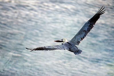 Bird flying over water