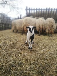 Sheep in a field