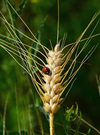 Close-up of insect on flower