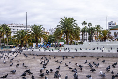 Flocks of pigeons forage on ground at palace of justice against cloudy sky