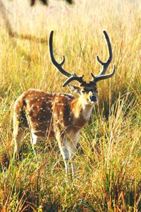 Deer in a field