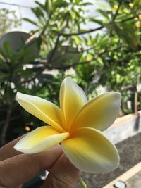 Close-up of hand holding yellow flowering plant