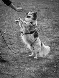 Begging dog on a field