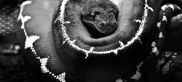 Close-up of snake